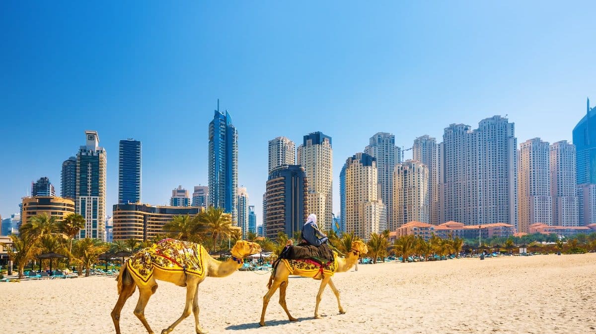 Dubaï désert chameau
