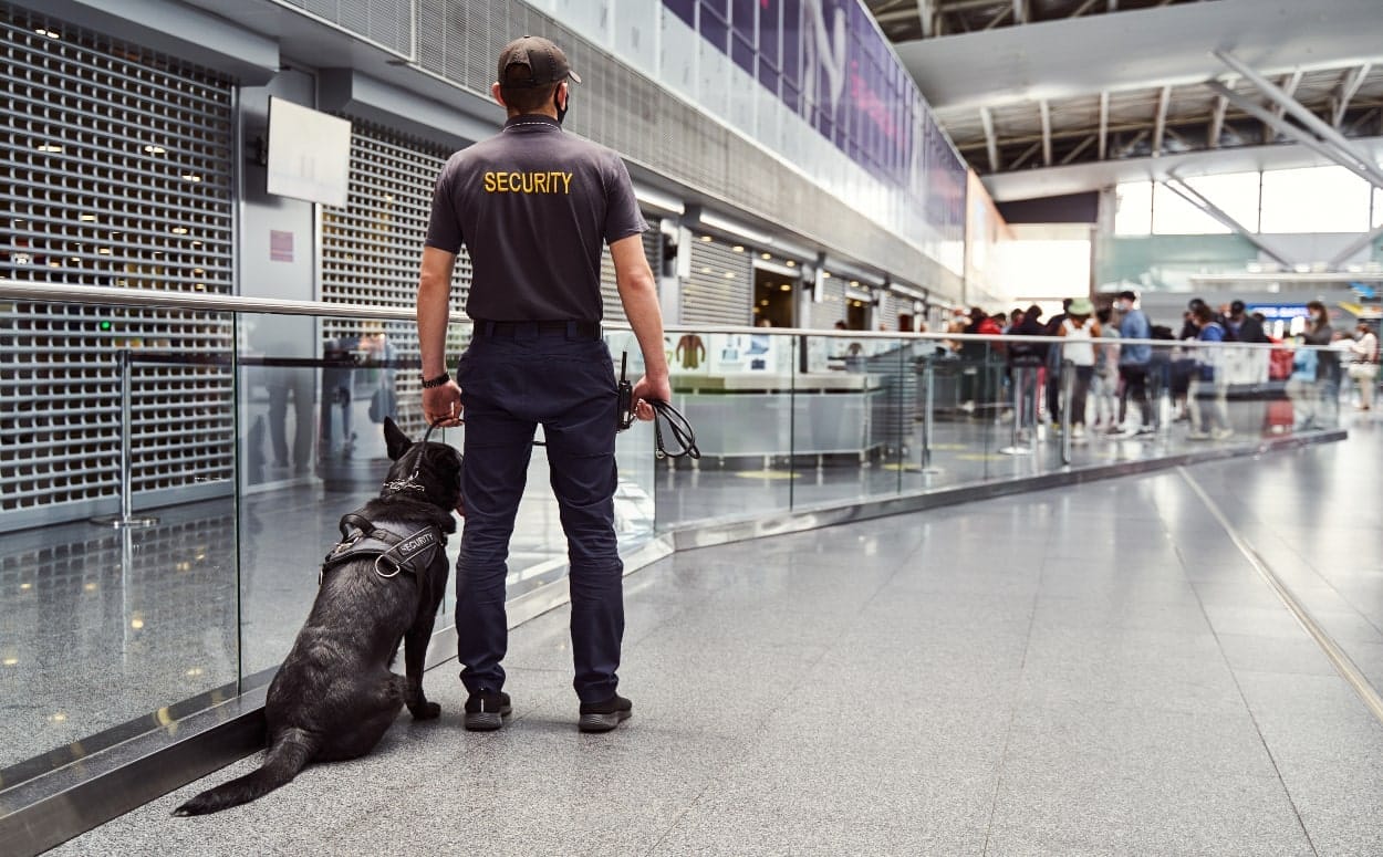 aéroport policier chien