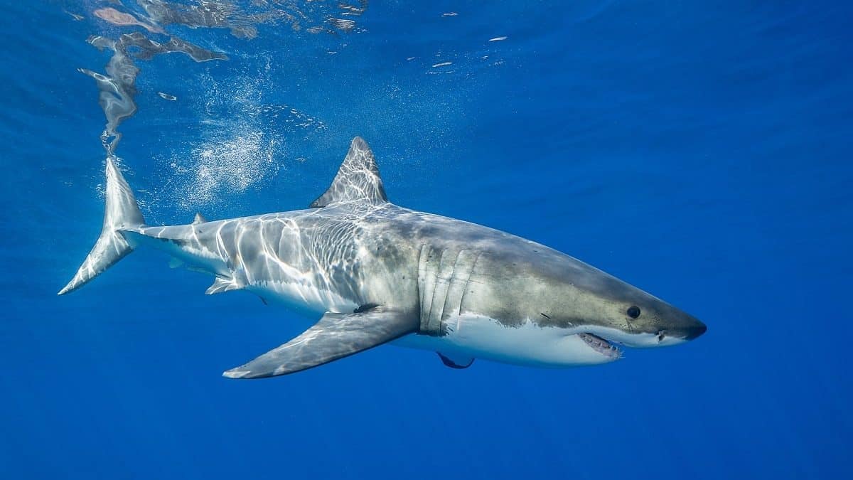 requin