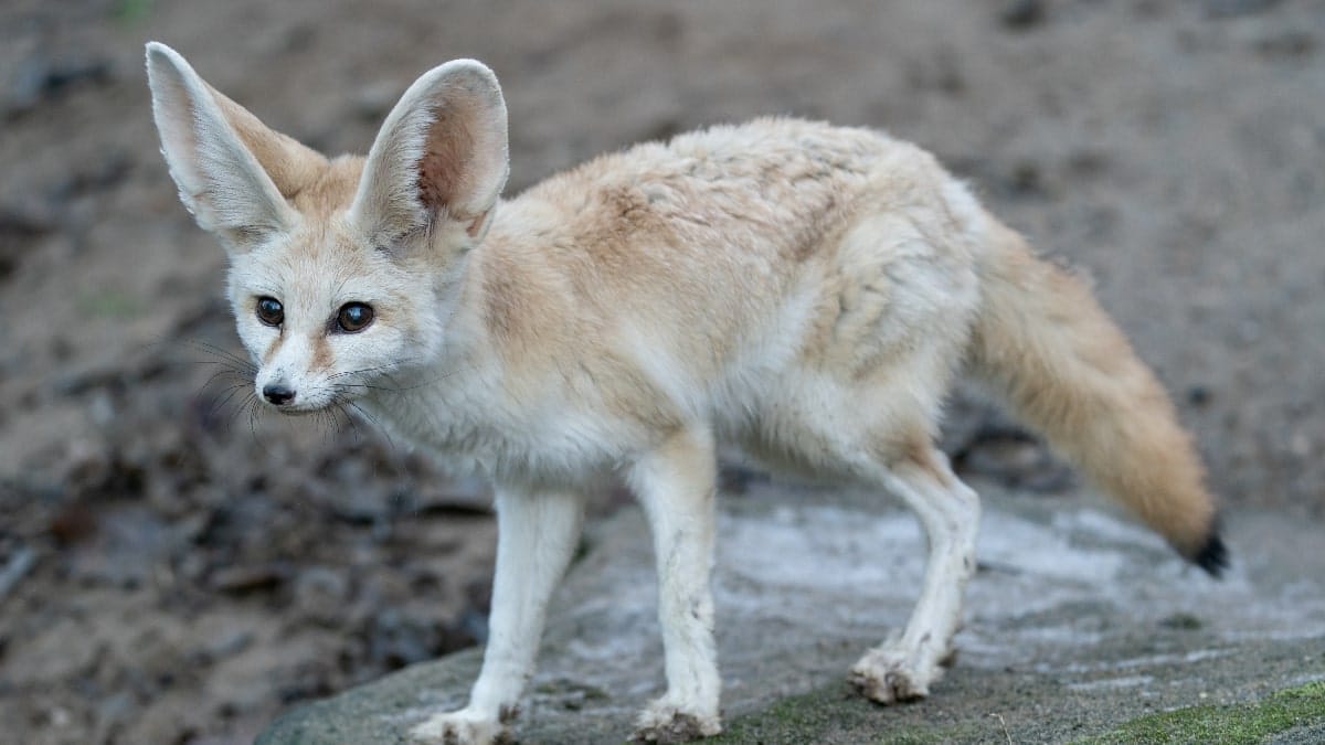 fennec au Sahara algérien