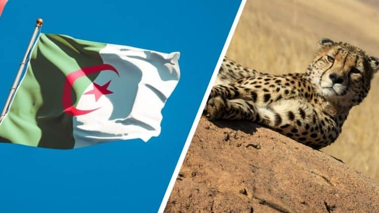Sahara algérien : un guépard saharien rare filmé par un explorateur