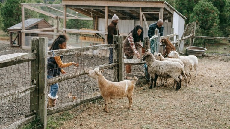 Algérie expatrié enfants