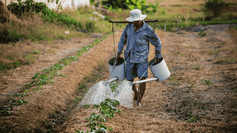 Algérie : la nouvelle vie d’un expatrié français devenu agriculteur