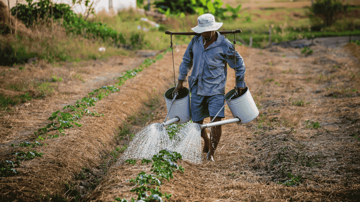 Algérie : la nouvelle vie d’un expatrié français devenu agriculteur