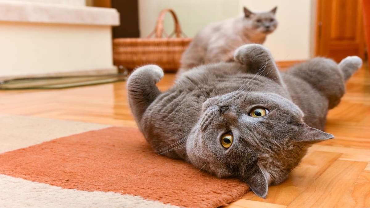 Algérie : le premier coffee shop dédié aux chats ouvre ses portes