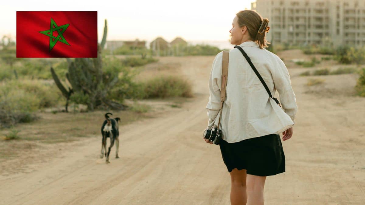 Maroc touriste chienne errante