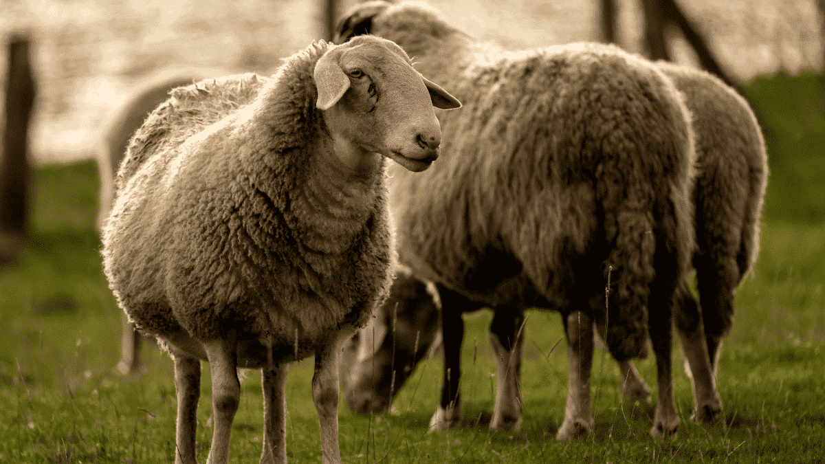 Algérie : des images IA de migrants déguisés en moutons trompent des millions d’internautes