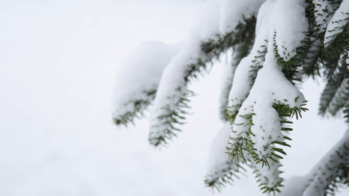 En images. La neige est de retour en Algérie, y compris dans le Sahara