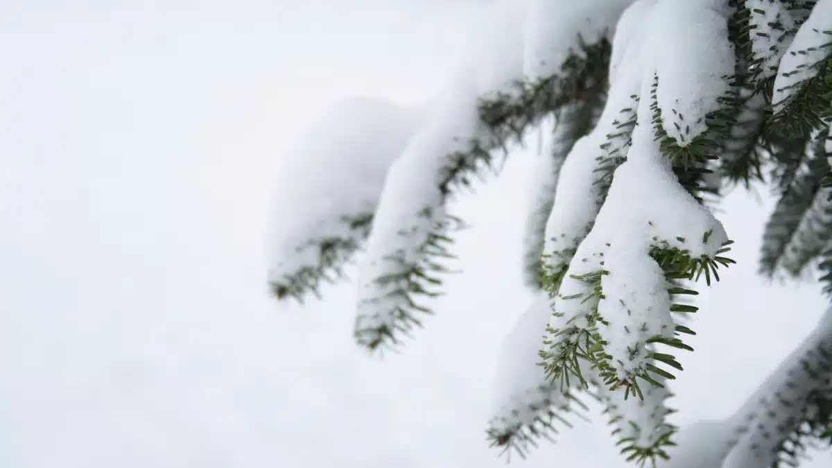 En images. La neige est de retour en Algérie, y compris dans le Sahara